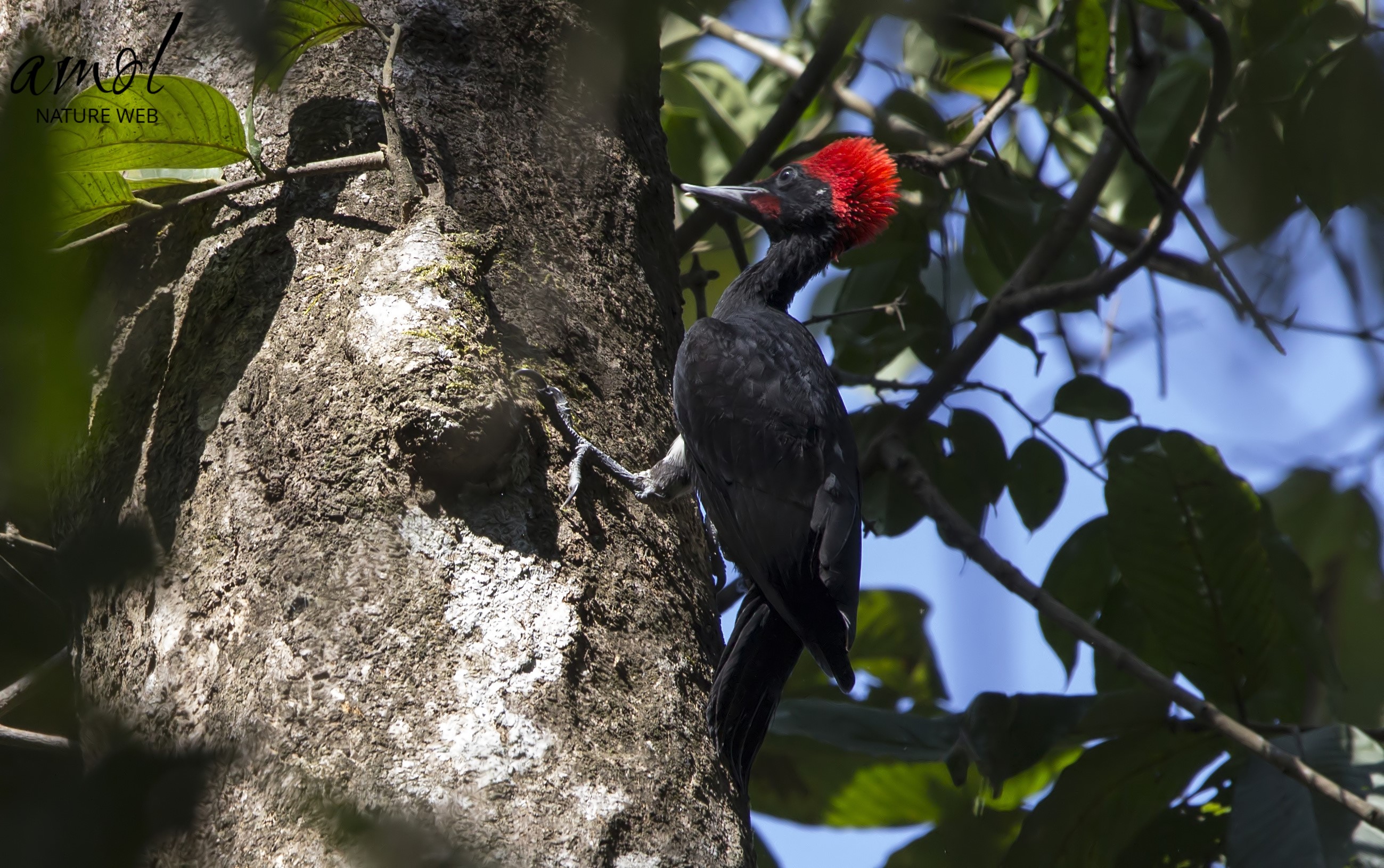 White-bellied Woodpecker